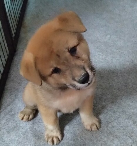 四国犬 犬の販売・譲渡 257 ご成約済