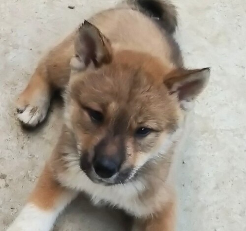 四国犬 犬の販売・譲渡 258 飼主様決まりました