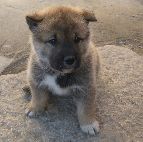 四国犬 犬の販売・譲渡 260 四国犬子犬雄雌!可愛い子達です