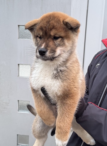 四国犬 犬の販売・譲渡 261 SOLD OUT