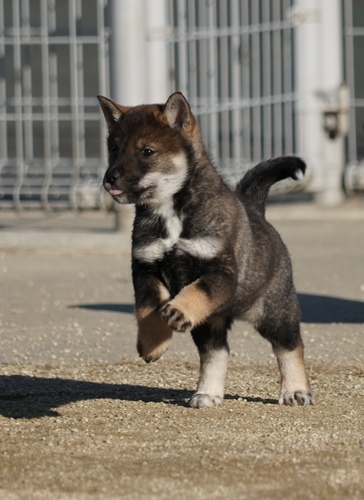  �l����  ���̔̔��E���n 267 SOLD�@OUT