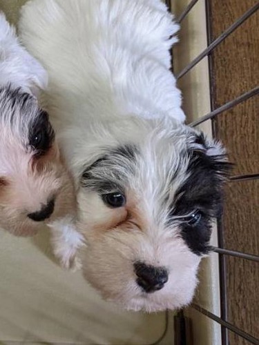 おっとり癒し系の超希少犬種、男の仔(^^♪ 犬の販売 74