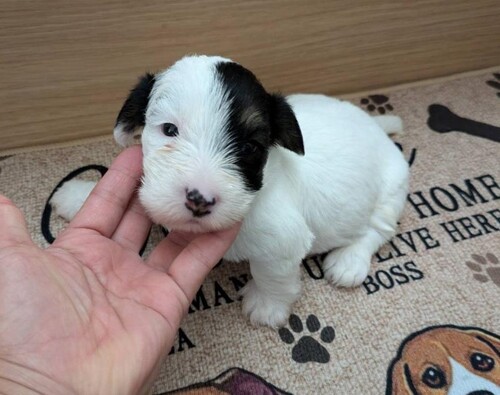 シーリハム・テリア 犬の販売・譲渡 76 超希少犬!とっても優しいお顔立ちの女の子赤ちゃん♪