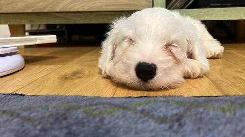 シーリハム・テリア 犬の販売・譲渡 77 超希少犬!とっても優しいお顔立ちの女の子赤ちゃん♪