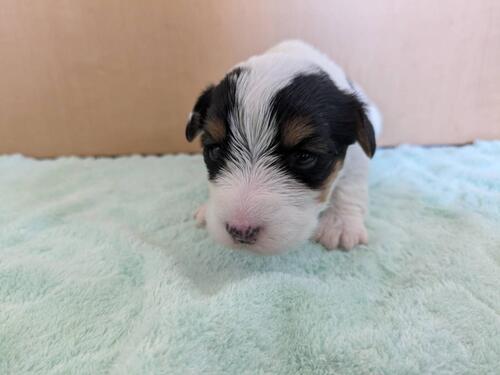 シーリハム・テリア 犬の販売・譲渡 79 超希少犬!男の子赤ちゃんたち♪