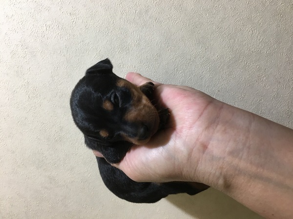 可愛ゆ〜いミニピンのあかちゃん 犬の販売 3265