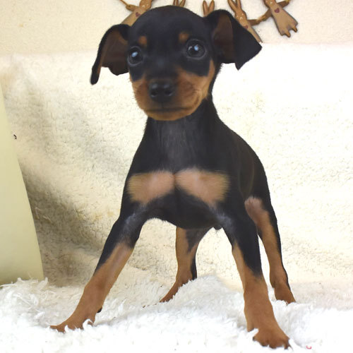お顔が激カワのミニピン君 犬の販売 3273