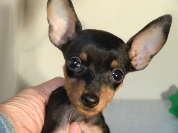 ミニピン チョコタン メス ¥49.800 犬の販売 3274