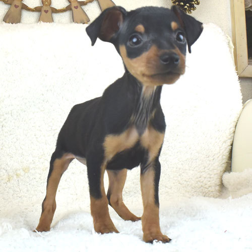イケメン王子がやってきた♪♪ 犬の販売 3277
