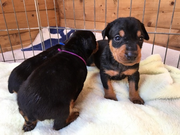希少ジャーマンピンシャーの子犬 犬の販売 3279