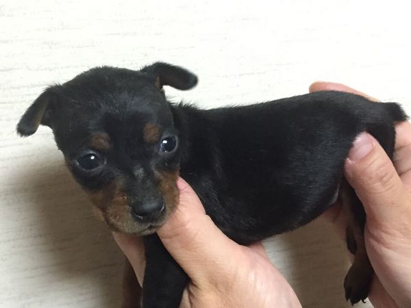 元気のミニチュアピンシャー!可愛いミニピン 犬の販売 3281