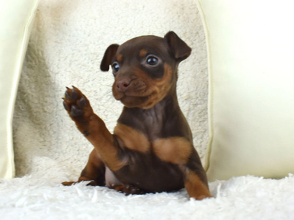 とーーても愛くるしいミニピンちゃんのご紹介 犬の販売 3283