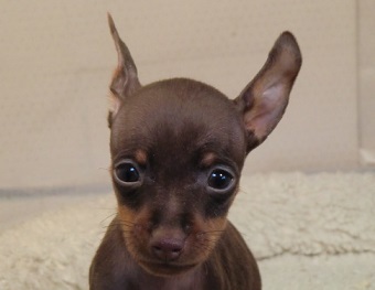 チョコタンの男の子64.800円より 犬の販売 3285