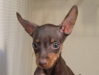 チョコタン8.5万ブラックタン8.89万 犬の販売 3298