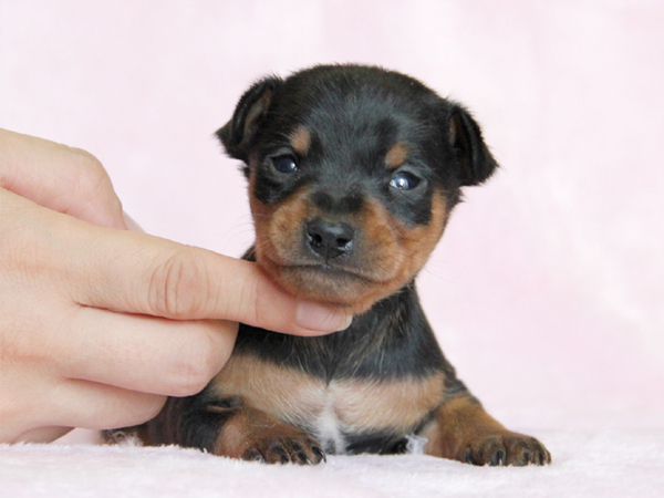 【大阪府】可愛いミニピン兄妹誕生!!! 犬の販売 3299