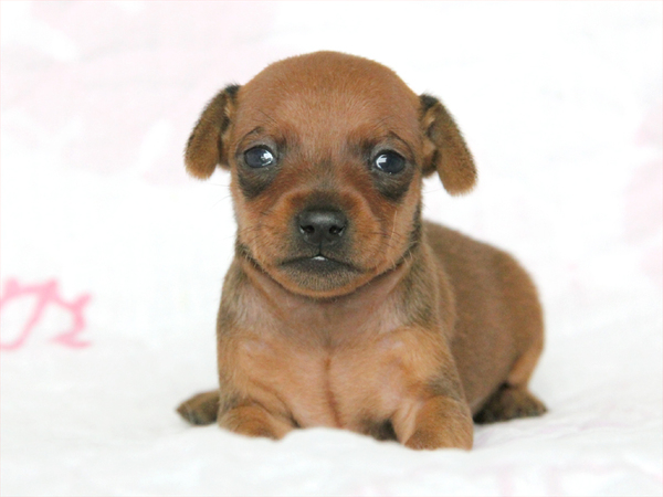 【大阪府】可愛いレッドのミニピン3兄妹!!! 犬の販売 3303