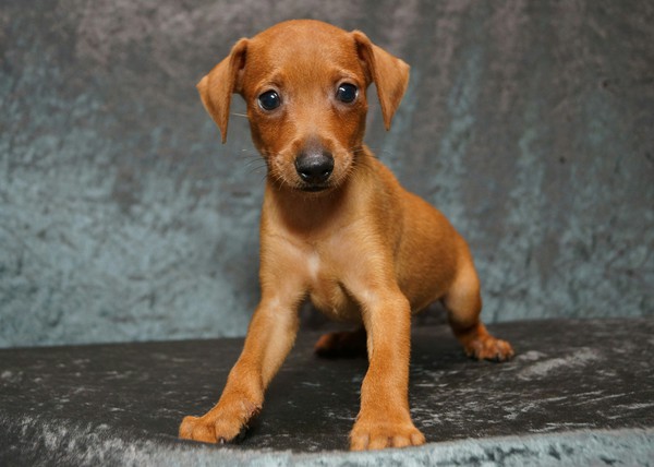 ミニピン★レッド★男の子 犬の販売 3306