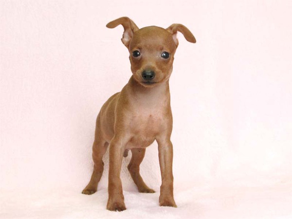 父チャンピオンの良血統☆小ぶりで可愛い男の子!! 犬の販売 3307