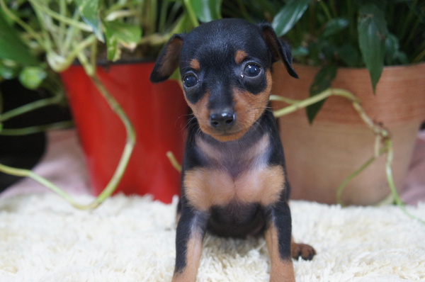 ミニピン4兄妹(オス2、メス2)★可愛く成長中〜 犬の販売 3308