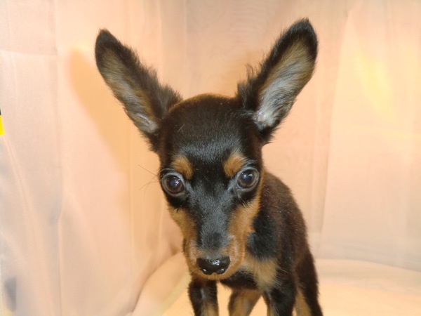 ミニピンブラックタンの男の子30.000円 犬の販売 3310
