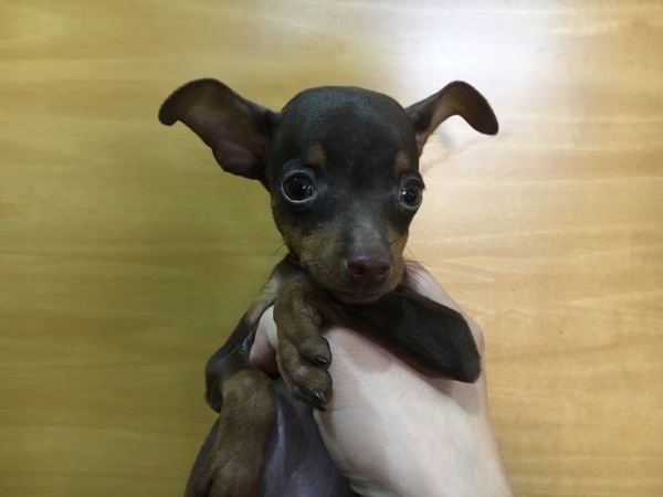 【静岡県西部】チョコタン女の子! 犬の販売 3313