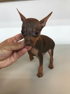 ちいさくてかわいい 犬の販売 3318