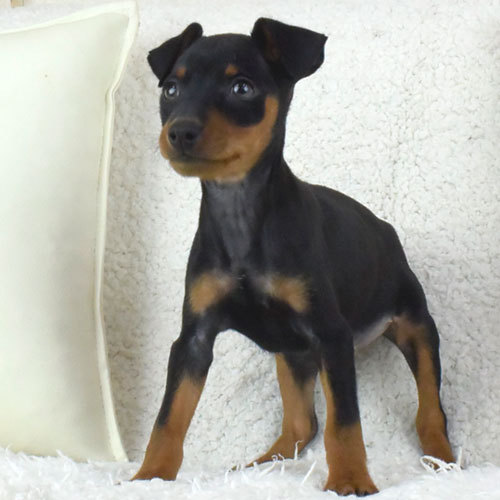 イケメンフェイスのミニピン君のご紹介 犬の販売 3319