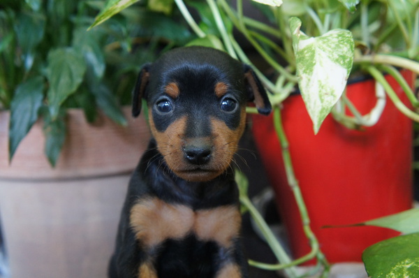 キュ〜トなブラックタン兄弟♪♪飼い主様募集中! 犬の販売 3330