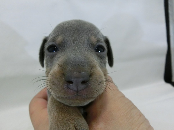 とってもかわいく元気で健康な赤ちゃんが生まれました 犬の販売 3331