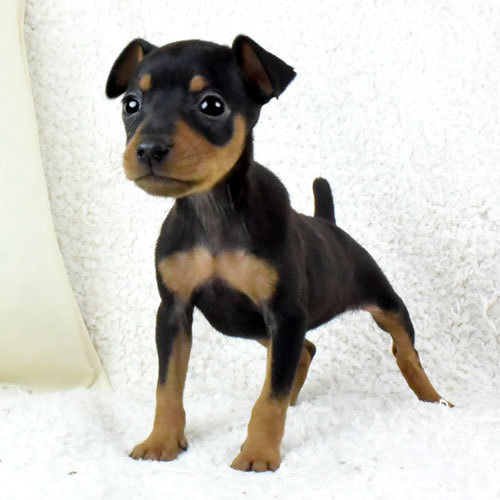 ティーカップピンシャー!!!? 犬の販売 3344