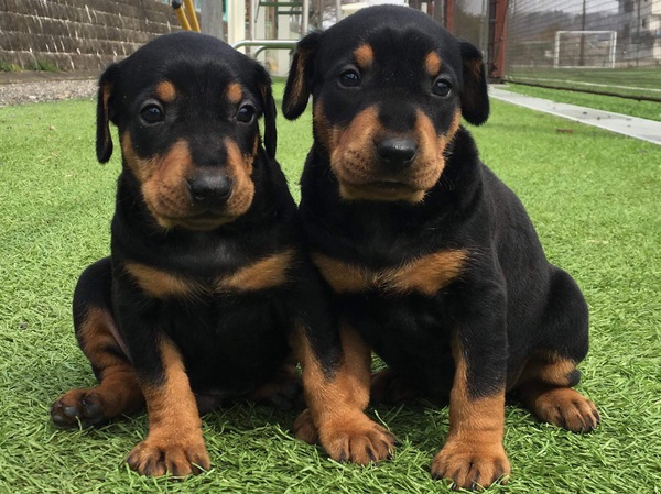 希少ジャーマンピンシャーの子犬 犬の販売 3346