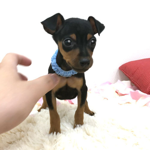 良血統のミニピン王子のご紹介 犬の販売 3347