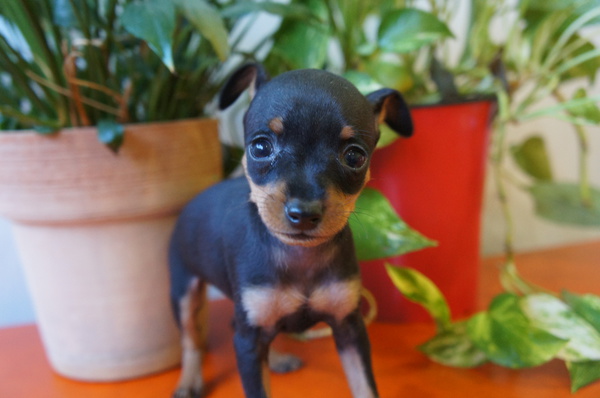 ブラックタンとレッドの可愛い兄妹♪♪ 犬の販売 3349
