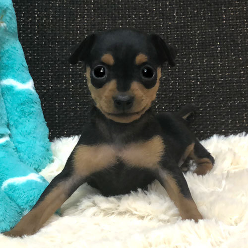 両親が1kg台の小さいお姫様☆ 犬の販売 3350