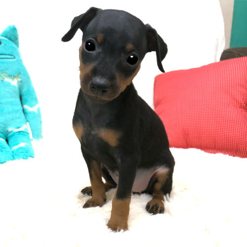 小ぶりなミニピンちゃんのご紹介 犬の販売 3352