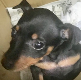 ブラックタンの女の子です 犬の販売 3353
