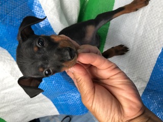 可愛い男の子 犬の販売 3355