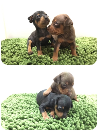終了致しました。 犬の販売 3363