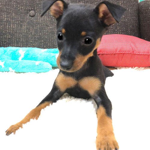 天使?!のようなミニピンちゃん 犬の販売 3365