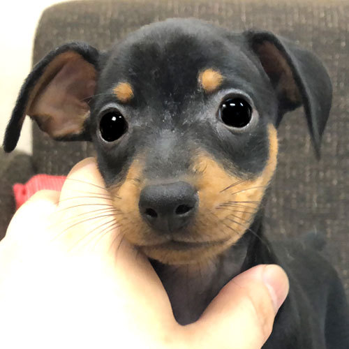 優しい表情がとっても可愛い女の子 犬の販売 3369