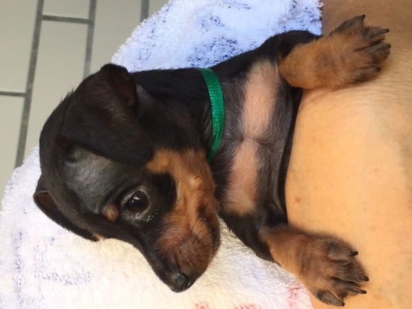 インターチャンピオン直仔 犬の販売 3372