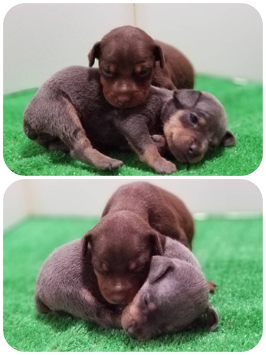 終了致しました。 犬の販売 3374