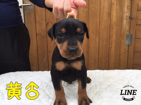 希少ジャーマンピンシャーの子犬 犬の販売 3375