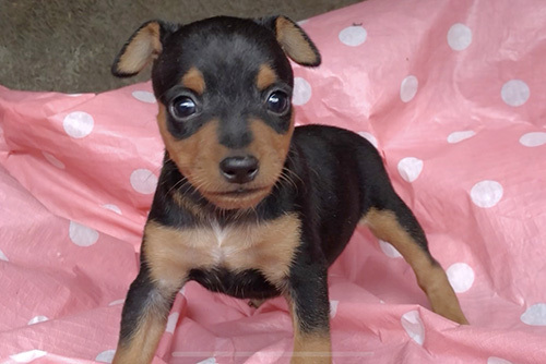 キラキラした瞳がチャーミング!ミニピンの子犬! 犬の販売 3376