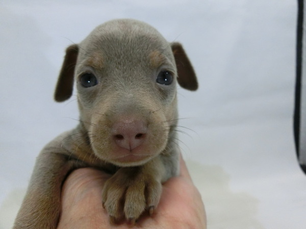 とっても可愛く元気で健康な赤ちゃんが生まれました! 犬の販売 3378