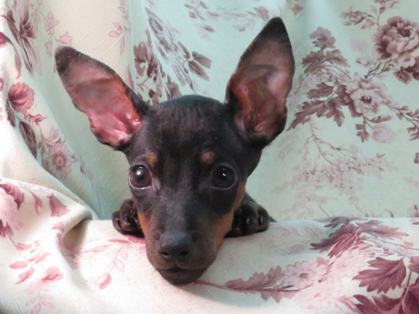 ミニピン男の子¥65.000 犬の販売 3379