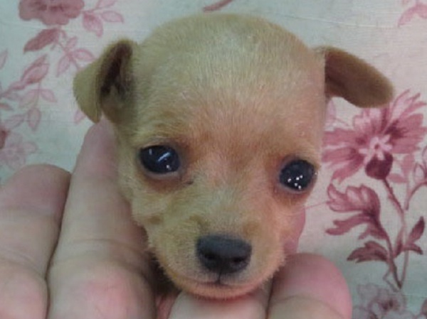 小ぶりなレッドの男の子 犬の販売 3380