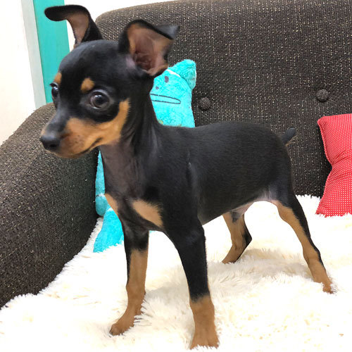 兄妹で当店にやってきたミニピンちゃん 犬の販売 3381