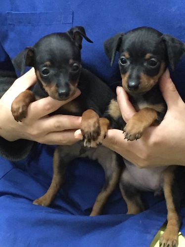 ミニチュアピンシャー 犬の販売 3382