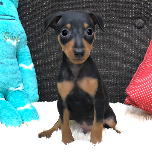 ベビーフェイスのプリンス君ご紹介☆ 犬の販売 3384